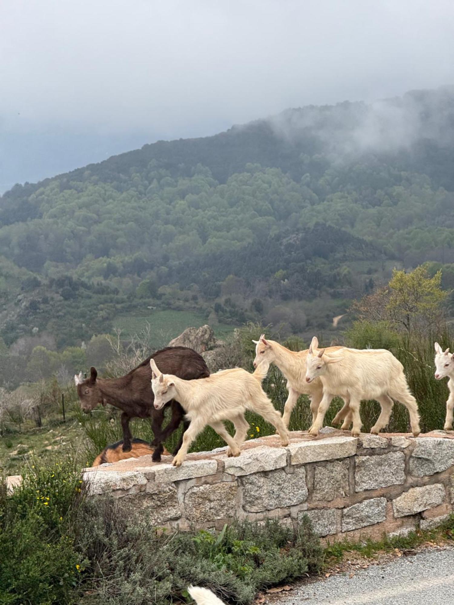 Ferme Auberge Du Col De La Vaccia Olivese Exteriér fotografie